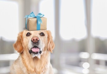 Cute domestic dog with gift box on his head. Merry xmas and happy new year with your pet.