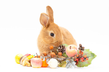 Red bunny rabbit feed on white background