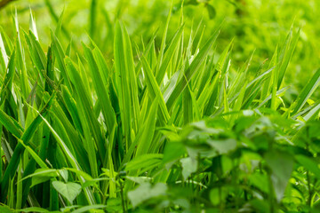A group of grass leaves in the form of pointed blades, green in color, blurred green grass background, nature and sustainability theme