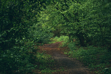 Dark moody forest