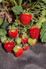 Garden Strawberry (Fragaria x ananassa) in orchard
