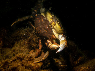 A crab among seaweed and stones. Picture from The Sound, between Sweden and Denmark