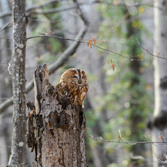 Portrait of a tawny owl in the autumn forest Strix aluco