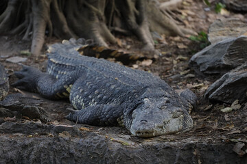 Close up crocodile is action show head in garden