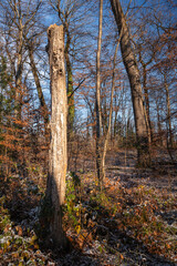 Obraz premium sous bois recouvert d'une légère couche de neige