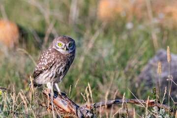 Little owl Athene noctua, in the habitat beautiful background