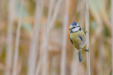 The Eurasian blue tit Cyanistes caeruleus in reeds