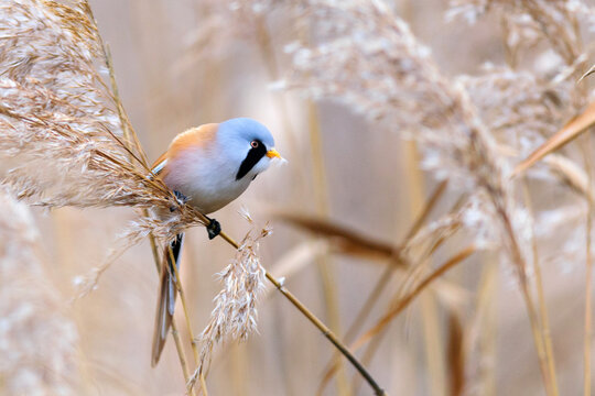 Bearded tit in its habitat, eating reeds. Panurus biarmicus