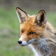 Naklejka na ściany i meble Red Fox Vulpes vulpes in the wild. Close up