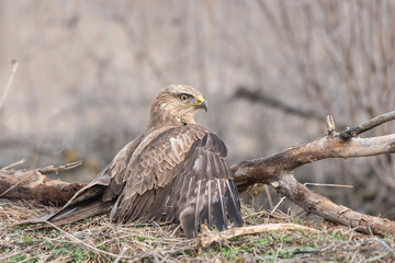 Birds of prey - Common Buzzard Buteo buteo