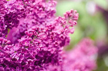 Spring lilac flowers