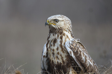 Rough-legged buzzard in nature habitat. Close up
