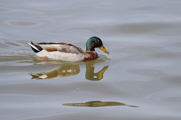 Swimming duck with interesting reflection