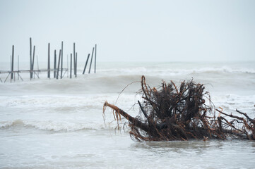 Nach einem Sturm am Meer, Verwüstung, Schwemmholz - obrazy, fototapety, plakaty