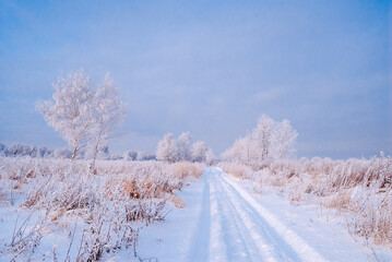Hoarfrosty trees, Moscow region, Russia