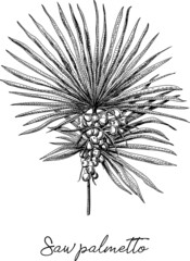 Saw palmetto - Palm tree. Sketchy hand-drawn vector illustration.