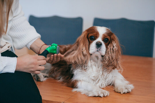 furminator cocker spaniel