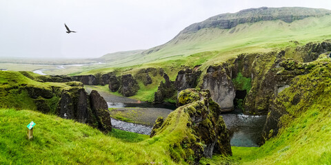 Obraz premium Bird flying in majestic foggy Fjaðrárgljúfur, Canyon Fardrargljufur Island Iceland during a rainy and wet days. Canyon with green flora and blue water in tranquility.