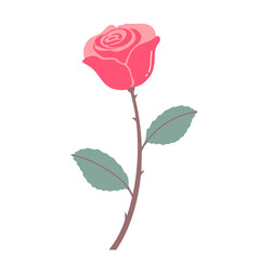 Pink rose with leaves on white background. Design element.