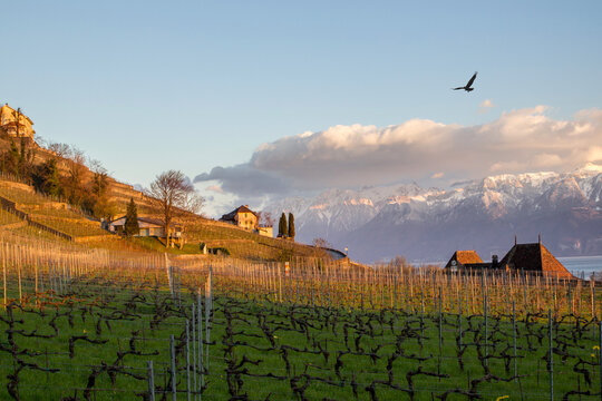 Vineyard at sunset with flying bird above
