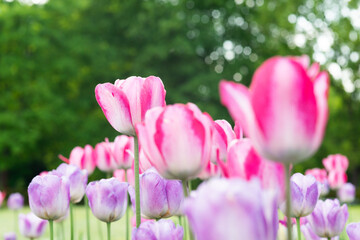 tulpenbl&uuml;ten close-up
