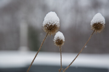 Snowy wild teasel in front of an idyllic winter snow scenic landscape at the Isar River, English garden, Munich, Germany, blurred background