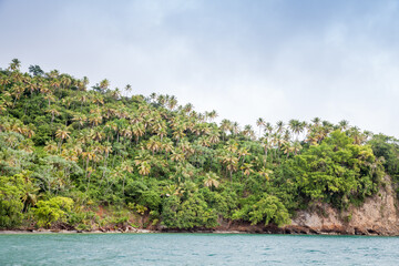 Seaside view of Samana bay. Coconut palm trees