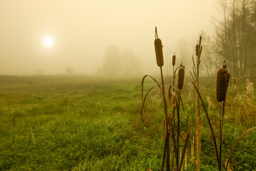 Jesienny mglisty poranek na Podlasiu  - obrazy, fototapety, plakaty