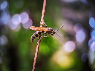 Bee on a branch