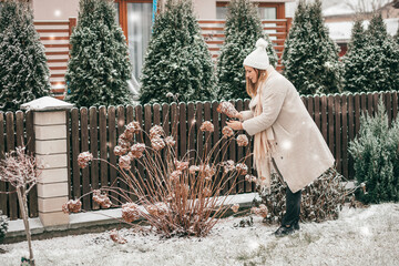 Attractive woman in winter clothes and knitted white hat with scarf in winter garden collects hydrangea inflorescences for New Year 's decor . Snow is falling. Garden in winter.