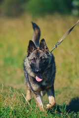 a German Shepherd dog on a walk in the summer
