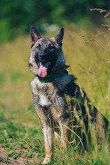a German Shepherd dog on a walk in the summer