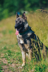 a German Shepherd dog on a walk in the summer