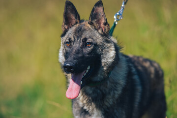 the muzzle of a dog similar to a German shepherd
