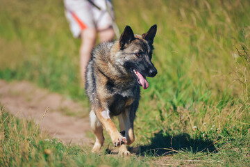 the German Shepherd dog pulls the leash and breaks