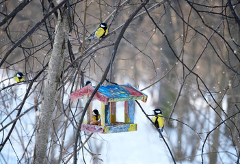 birds on feeder in winter garden, snowy natural background. Tit birds (parus major) eating seeds...