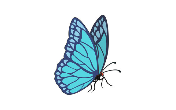 butterfly monarch perspective fly vector illustration blue 나비 일러스트 white background