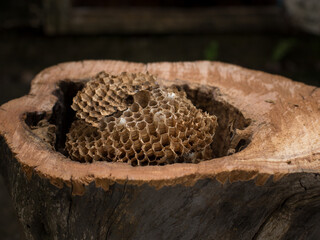 Hornets nest in the hollow of an old tree