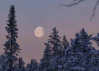 Wanning Moon hiding behind the taiga forest. Taken in Swedish Lapland