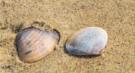Mussels Shells on beach sand Botafogo Rio de Janeiro Brazil.
