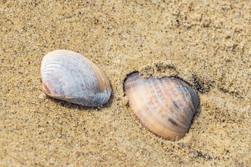 Mussels Shells on beach sand Botafogo Rio de Janeiro Brazil.