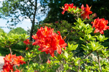 hecke im park blüht rot