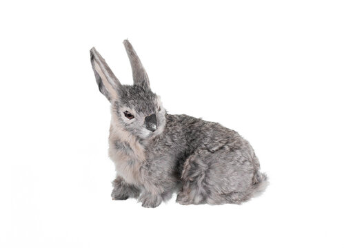 gray fluffy hare isolated on white background