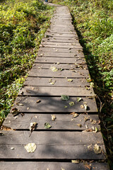 Wooden footbridge through the forest. The trail of pedestrians made of boards is adventurous and informative. Selective focus.