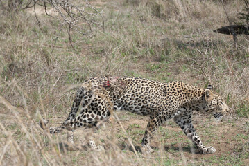 leopard, Panthera pardus, wounded after fight