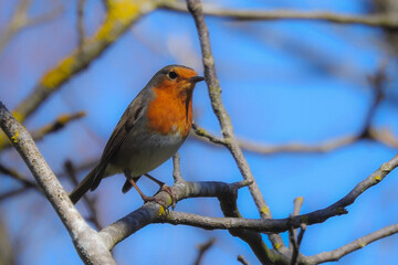 Pettirosso (Erithacus rubecula) su ramo in primo piano
