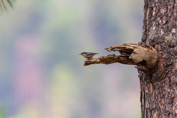 Chestnut-vented nuthatch (Sitta nagaensis) at Walong, Arunachal Pradesh, India