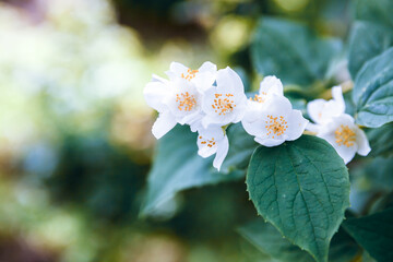 Beautiful white jasmine blossom flowers in spring time. Background with flowering jasmin bush. Inspirational natural floral spring blooming garden or park. Flower art design. Aromatherapy concept