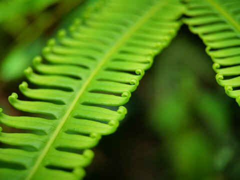 fern leaf close up