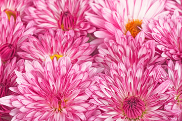 Bouquet of beautiful dark pink chrysanthemum flowers as background. Chrysanthemum pattern in flowers park.